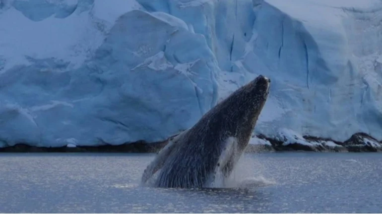 Глибокі занурення та бульбашкове полювання: полярники показали підводне життя очима горбатих китів