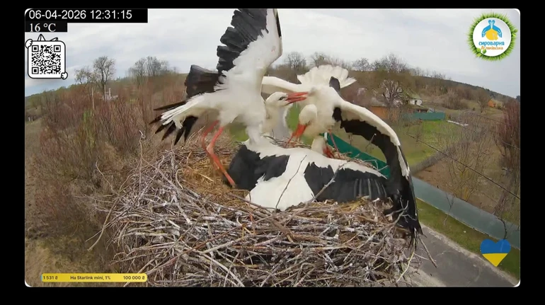 Зіркова пара лелек знову разом: Грицик прилетів до гнізда і відбив Одарку в іншого