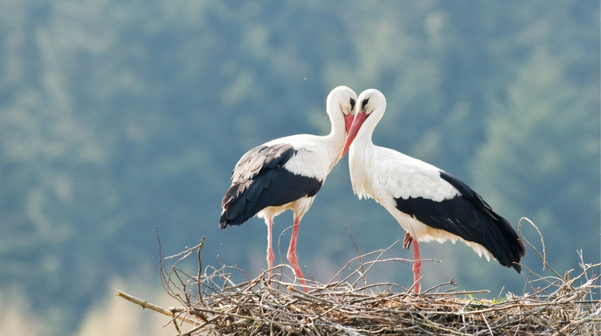 In Ukraine, a mobile application was created to monitor the number of storks: details