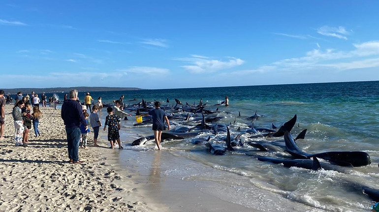 В Австралії викинулися на берег 160 китів: більшість врятували, але десятки загинули