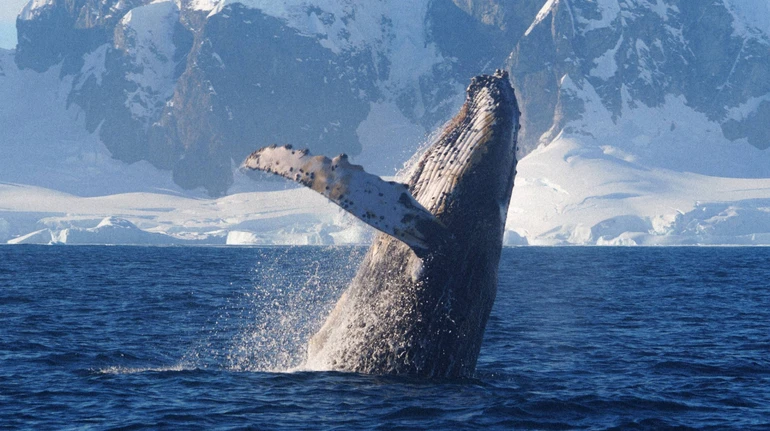 Округлювали спини та гучно фонтанували: полярники показали зустріч з горбатими китами