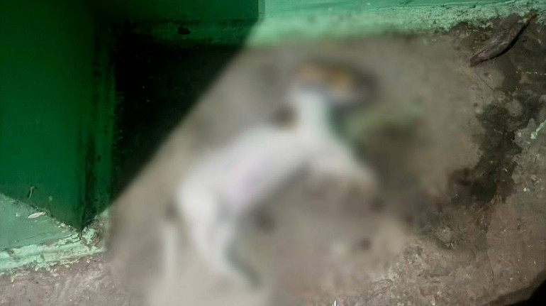 A woman who threw her friend's dog out of the window during the conflict was detained in Kyiv