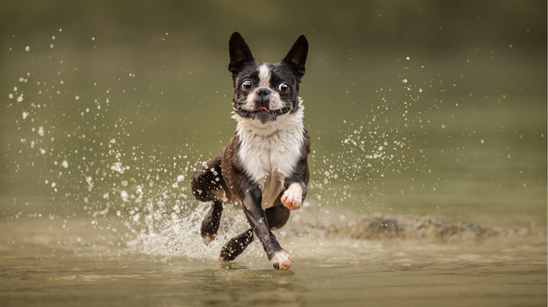 Активні та вірні. Dog Photography Awards обрала найкращі фото собак у 2024 році