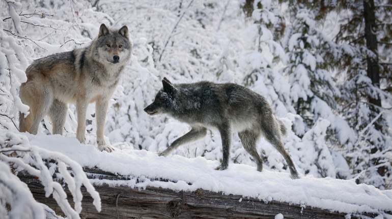 Scientists have explored mummified wolves aged 14 thousand years