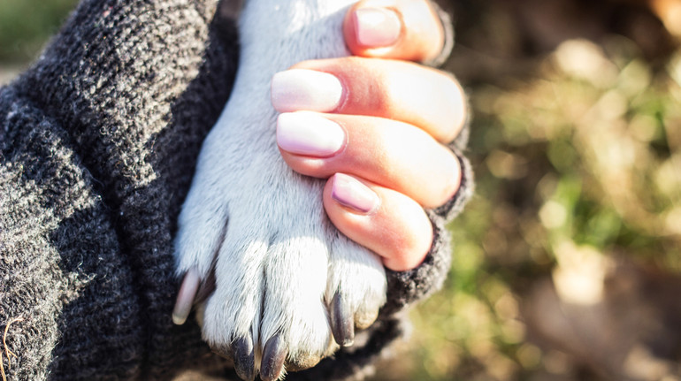 Смерть домашнього улюбленця: як пережити втрату та зберегти пам’ять про тваринку