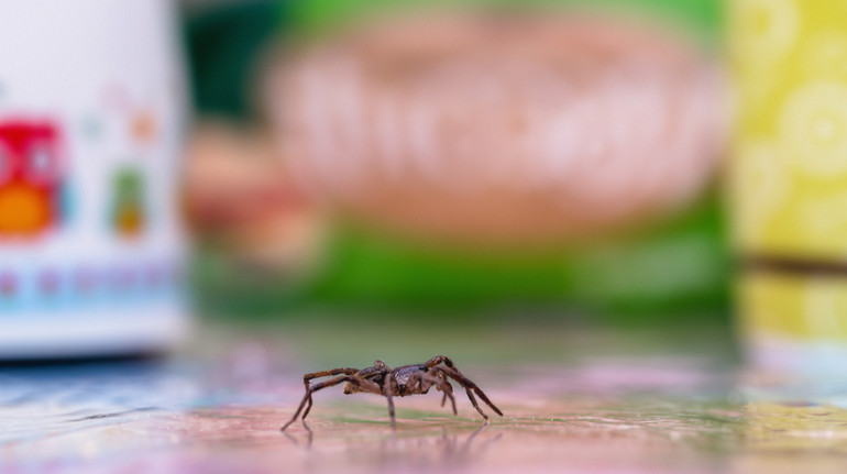 У Львові жінку вкусив невідомий павук: самолікування спричинило сильну бактеріальну інфекцію
