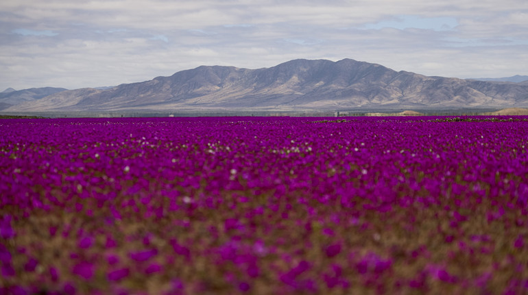 Фіолетовий квітковий килим: у Чилі зацвіла пустеля, яка є одним з найпосушливіших місць на планеті