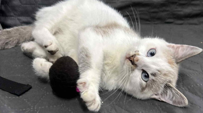 На Львівщині суд постановив вилучити з родини кошеня, яке дитина розмалювала фломастерами