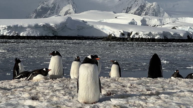 Як олімпійці, але без жердин: полярники показали, як пінгвіни вискакують із крижаних вод