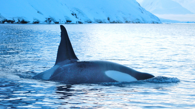 Українські полярники показали групу косаток, яких зустріли посеред океану