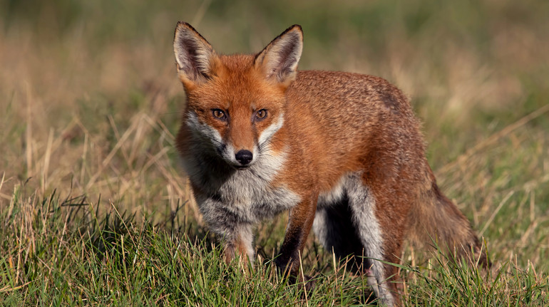 На Львівщині відстрілюватимуть диких тварин: в ОДА пояснили, навіщо це потрібно