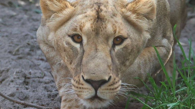 У Південній Африці померла левиця Василина, яку евакуювали із Харківщини