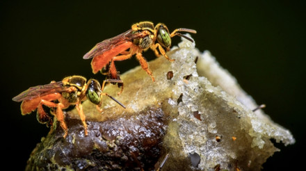 Можна подати в суд від імені бджіл: у Перу комахам вперше у світі надали юридичні права