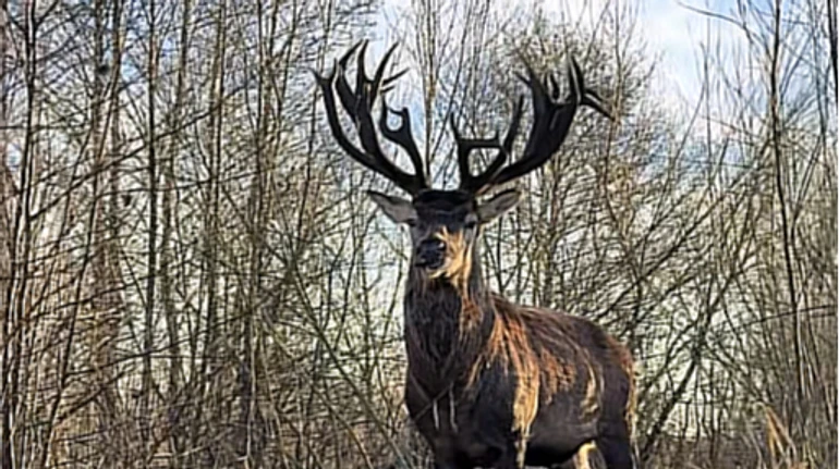 Зіркового оленя Бориса на Рівненщині збила автівка: він втратив багато крові, а водійка втекла