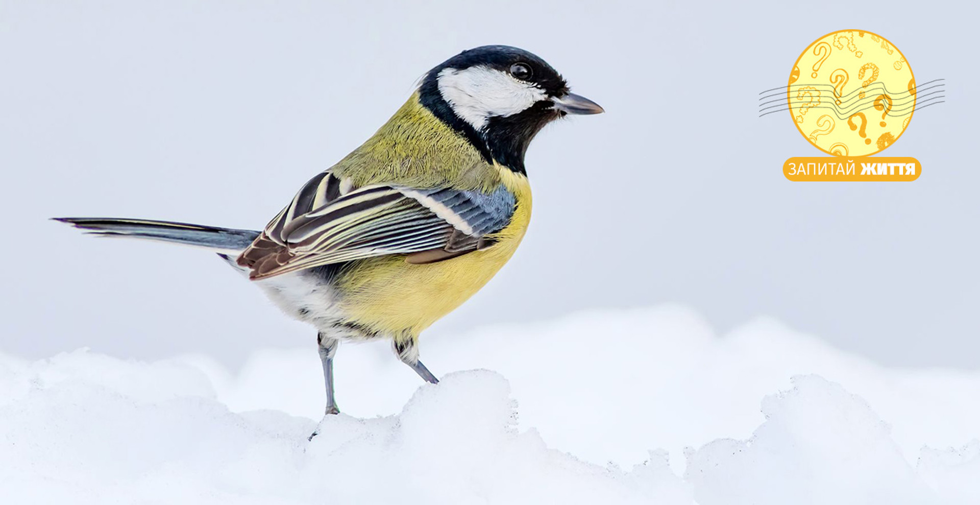  Як правильно підгодовувати птахів взимку та що робити з пташкою, яка змерзла чи травмована? 