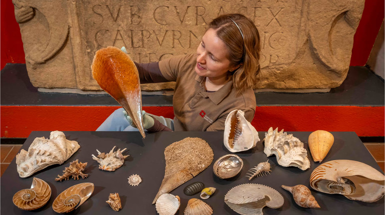 200 черепашок: в Англії знайшли унікальні мушлі з останньої подорожі капітана Джеймса Кука