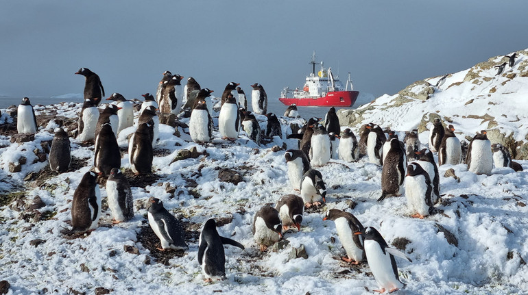 По 500 пінгвінів на полярника: біля Вернадського збільшується популяція пернатих