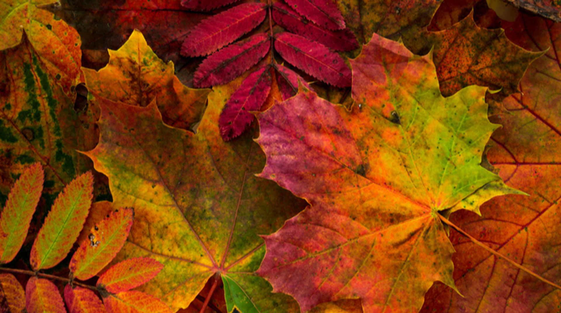 Листя нападало, але звідки? Впізнайте дерево за фото