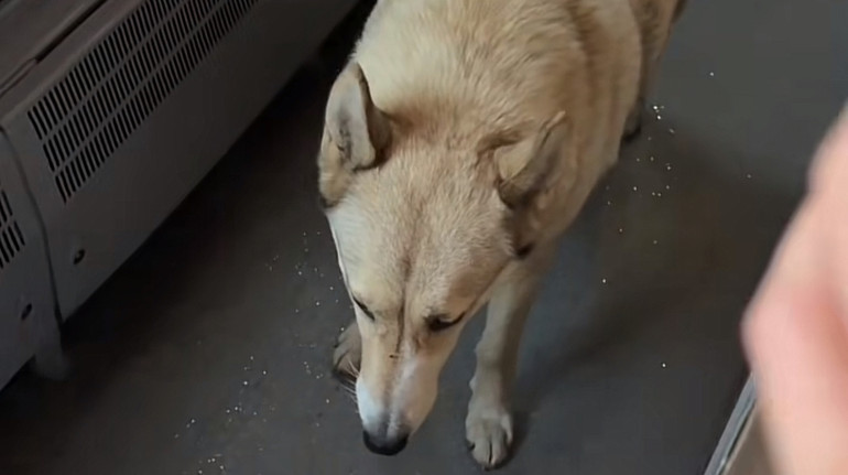 На Івано-Франківщині пес зайшов у потяг і доїхав із Буковеля до Яремче: що відомо про його долю