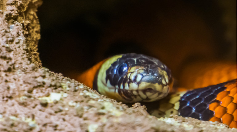 Набридло одноманітне життя в акваріумі: у Києві з-під капота автівки дістали змію