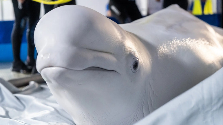 Зі скандального дельфінарію Немо у Харкові евакуювали двох білух: тепер вони мешкатимуть в Іспанії