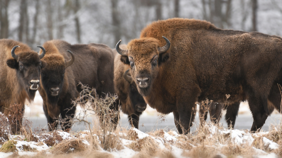 What is the difference between bison and bison and what you need to know about bison: test