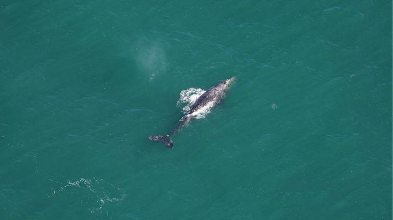 Вчені вперше за 200 років помітили сірого кита в Атлантичному океані: все через зміну клімату
