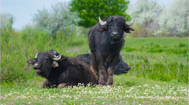 У стаді буйволів поповнення: на острові Єрмаків оселилися 6 водяних буйволиць із Закарпаття