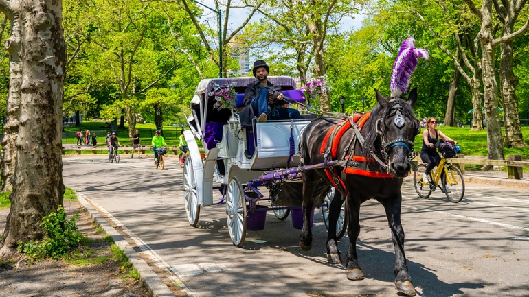 Епоха добігає кінця: у Центральному парку Нью-Йорка хочуть заборонити карети з кіньми