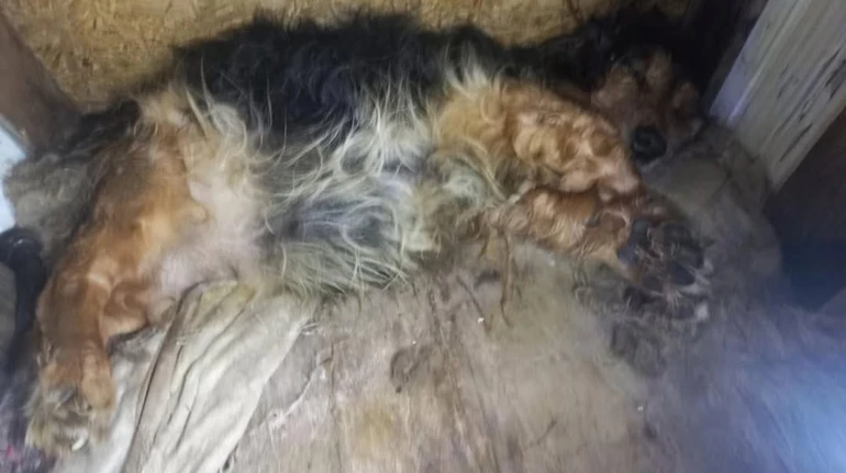 Один мертвий, інший – у важкому стані: волонтери заявляють про знущання з собак у пологовому Києва