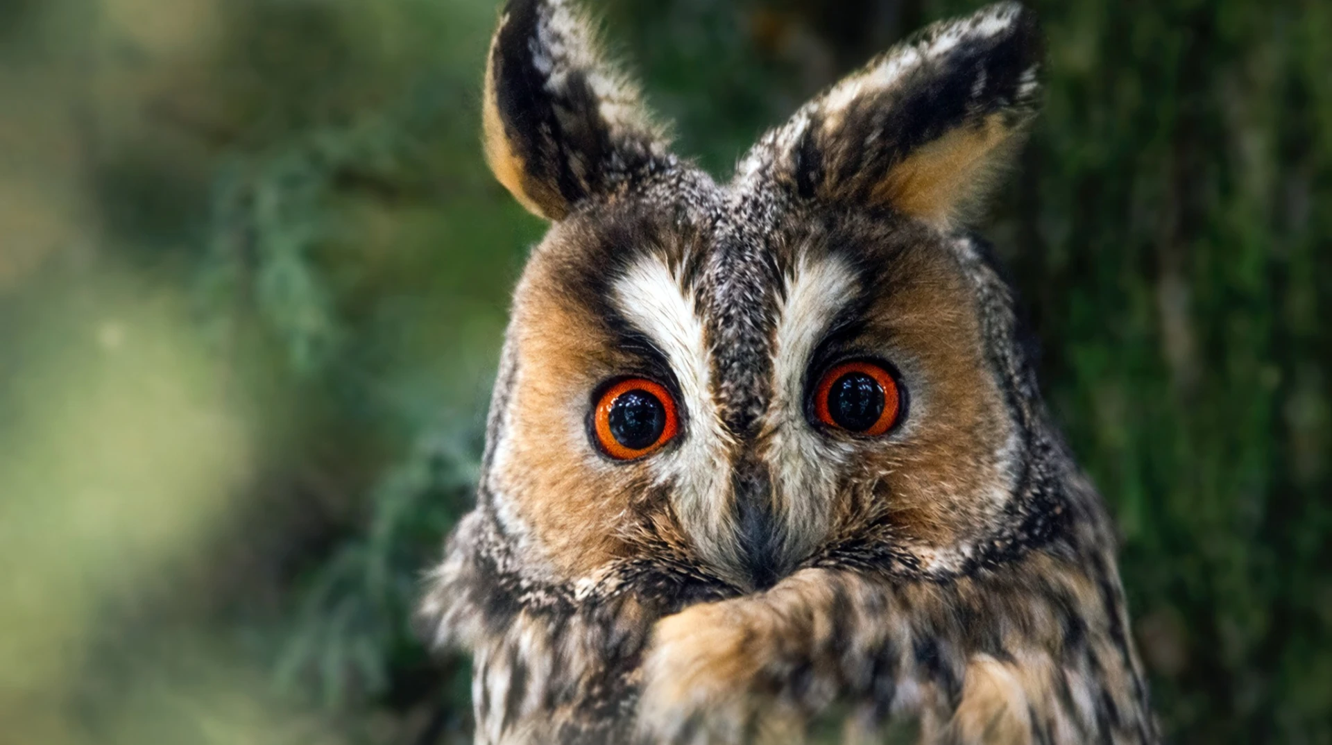 В антидронові сітки потрапляють не тільки ворожі пташки. Неочевидні проблеми, які пернатим створює війна