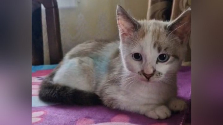 Бігає, їсть, бавиться: волонтери розповіли про стан котика, якого дитина розмальовувала фломастерами