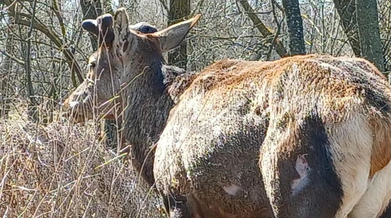 Віддалився від людей: що відомо про стан зіркового оленя Бориса, який пережив наїзд автівки