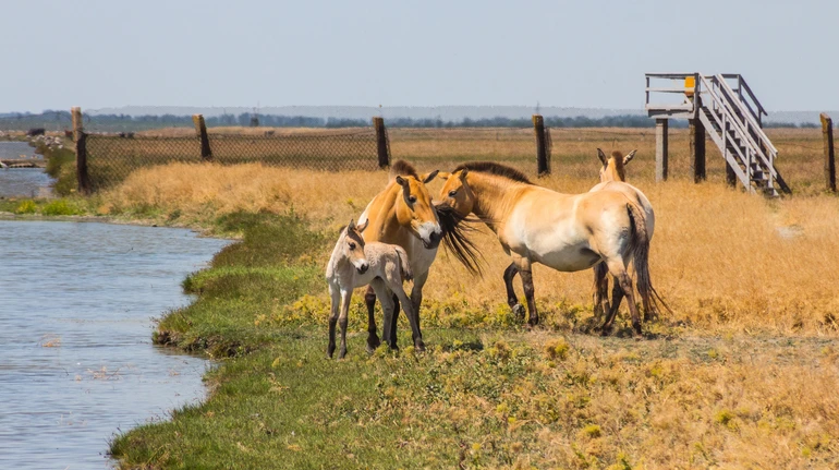 15 років тюрми за вивезення тварин з Асканії-Нови: судили окупаційного директора заповідника
