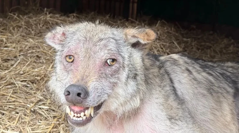 Сильний ПТСР та уражені органи: як зоозахисники рятують вовка Байка після неволі на Сумщині