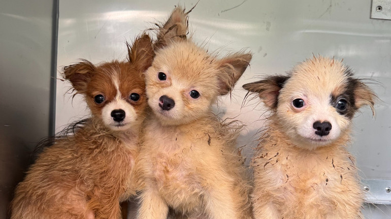 In the US from the house rescued 101 dogs: photo