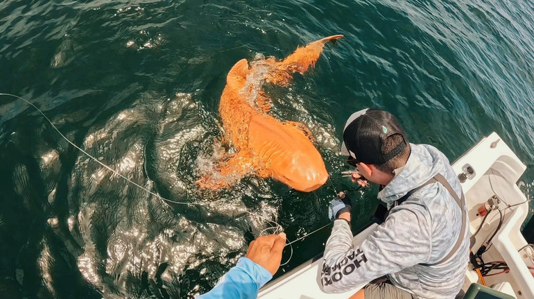 У Карибському морі вперше в історії помітили яскраво-помаранчеву акулу-няньку
