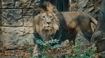 Росіяни вдарили КАБом по екопарку під Харковом: поранені волонтерка і леви, загинуло багато птиці