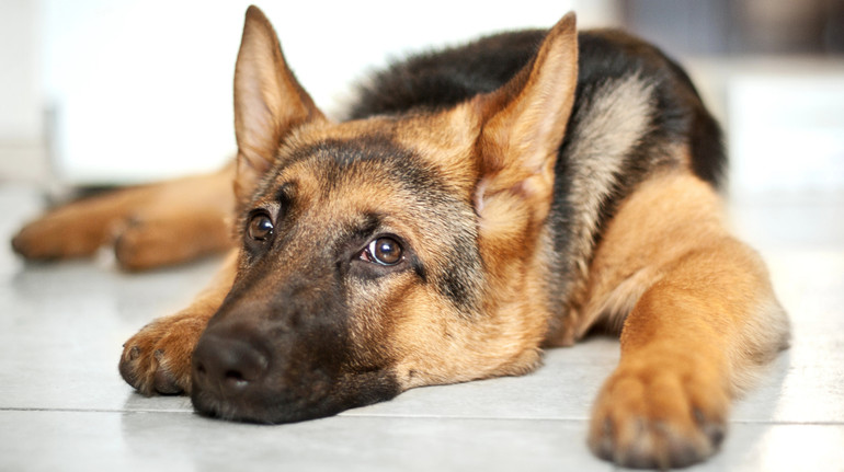 Не захотіла повертати хазяїну: на Київщині жінка викинула з вікна собаку, якого підібрала на вулиці