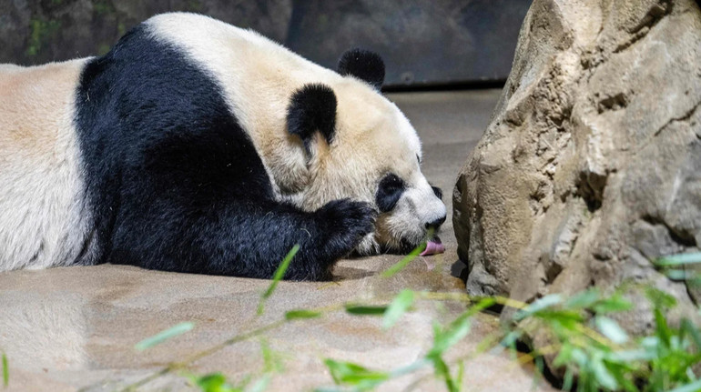 Повернення через п'ять років: Китай відправляє у зоопарк США двох панд