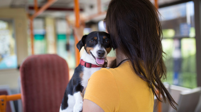 У Києві можуть дозволити проїзд з собаками у метро: стартувало громадське обговорення