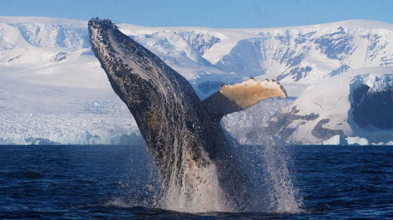 Не міг зупинитися: полярники показали горбатого кита, який здійснив понад 50 стрибків поспіль