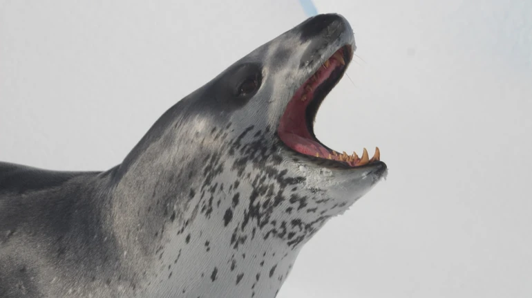 Полярники показали небезпечну підводну зустріч з допитливим морським леопардом