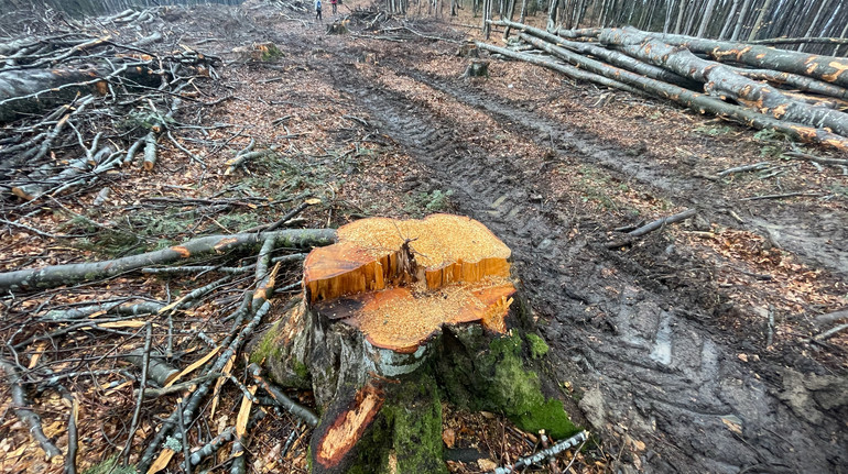 У Карпатах планують вирубати частину пралісів заради дороги: WWF-Україна бʼє на сполох