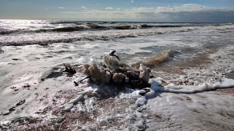 Екологічний терор: на Одещині виявили нові плями у морі й загиблих птахів після російської атаки