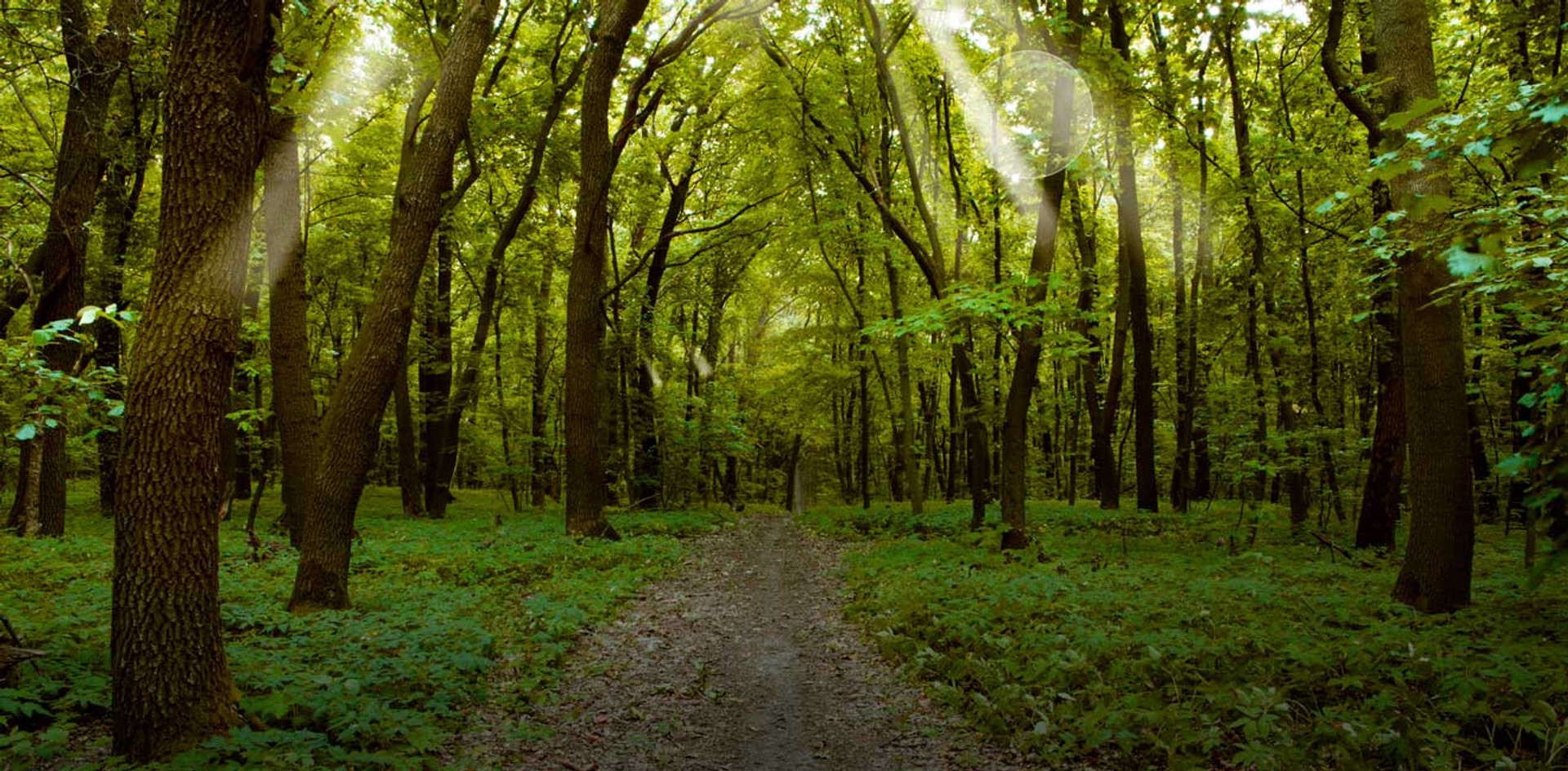Як зберегти українські ліси, степи та луки? Критично важливі кроки