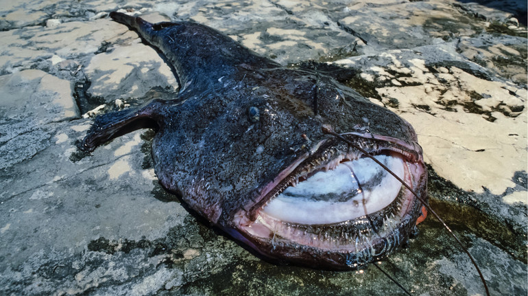 Як сексуальний паразитизм допоміг морським чортам оселитися в глибинах океану? Відповідь вчених