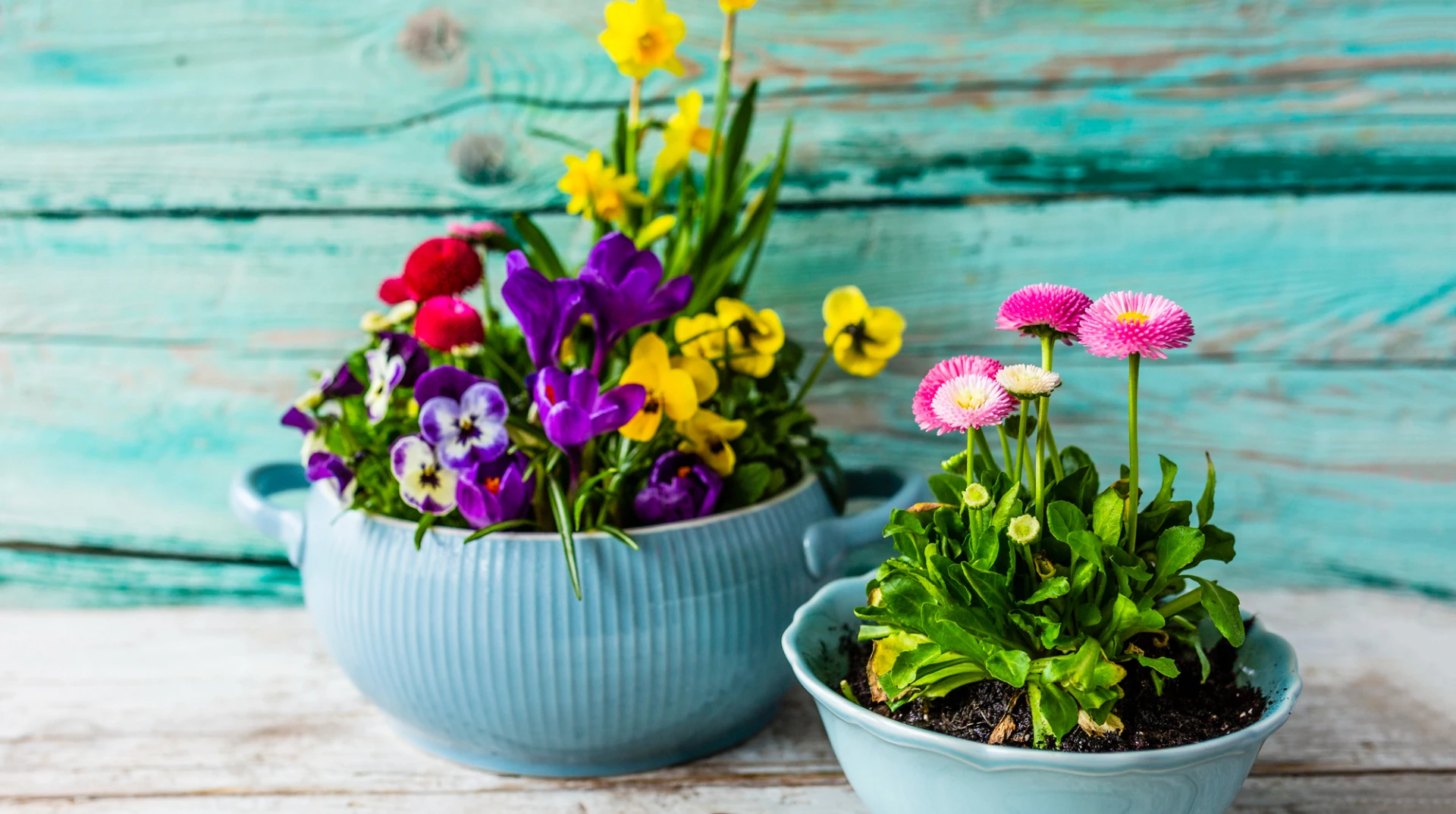 Яскрава клумба на вікні: як посадити і які квіти цвістимуть вже навесні