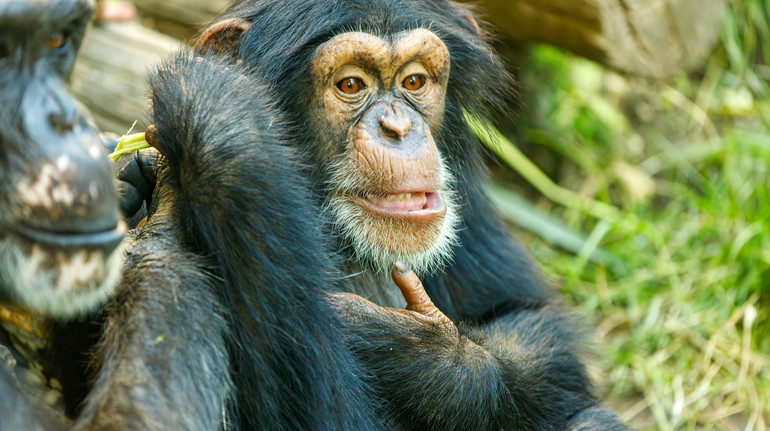 В Іспанії самка шимпанзе кілька місяців не випускає з рук тіло померлого дитинчати
