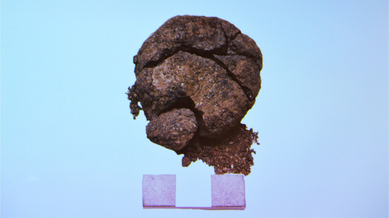 У Туреччині археологи знайшли хліб віком 8600 років: він може бути найстарішим у світі
